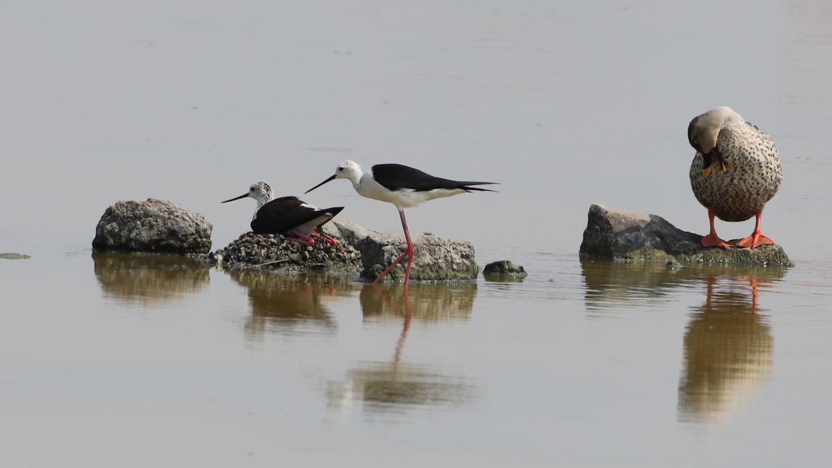 Growth mindset Blackwinged stilts offer life lessons The Hindu